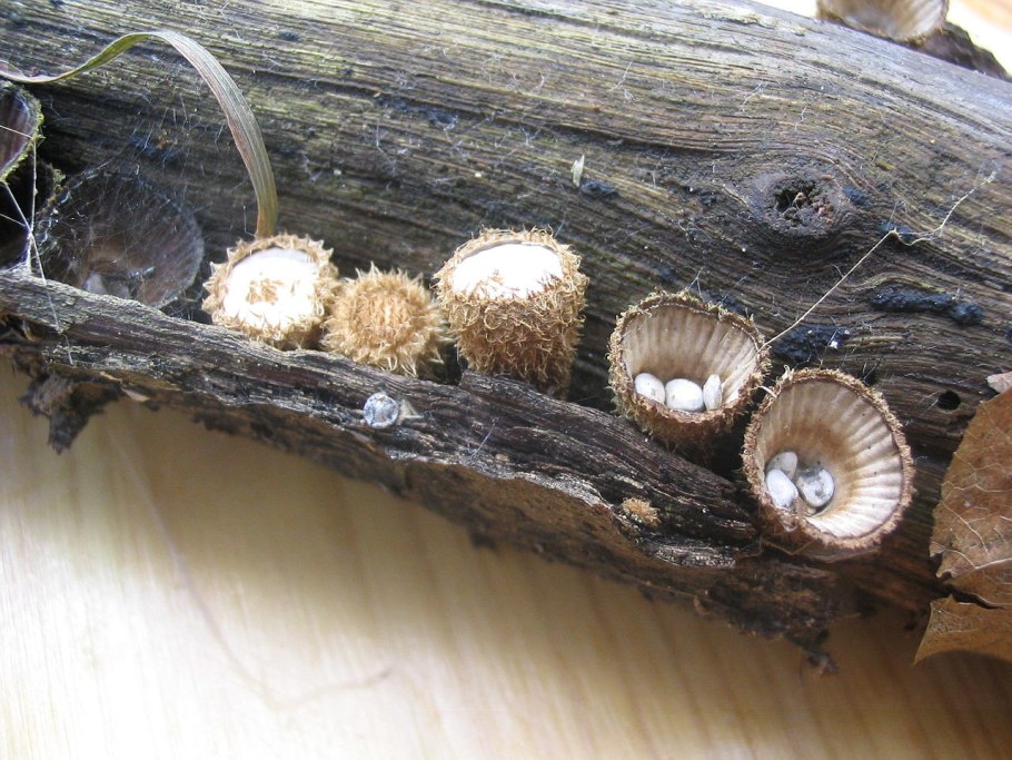 Бокальчик полосатый cyathus striatus