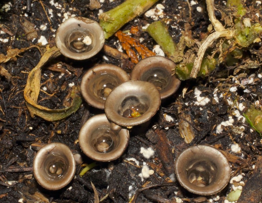Cyathus olla