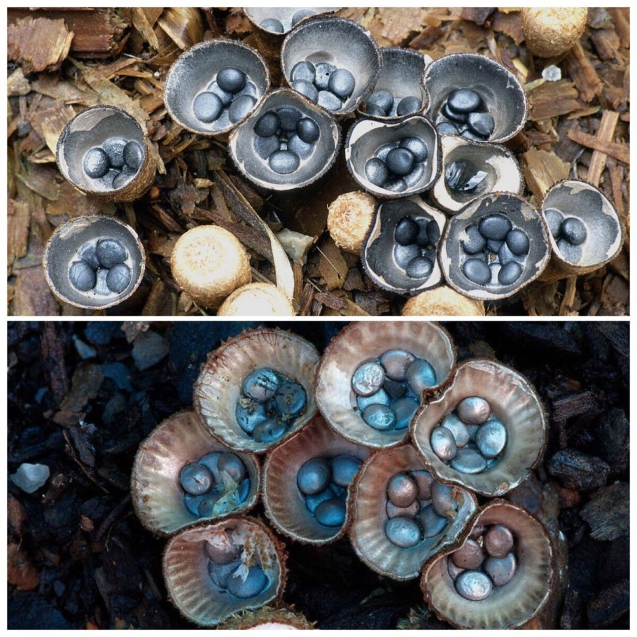 Бокальчик полосатый cyathus striatus