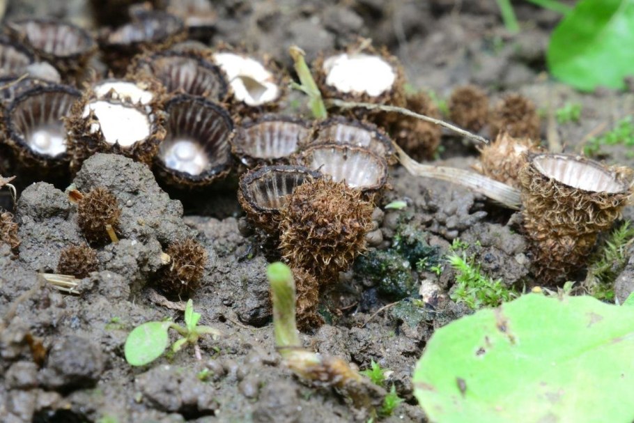 Бокальчик полосатый cyathus striatus