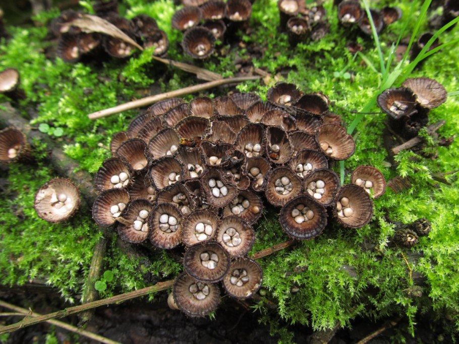 Cyathus striatus