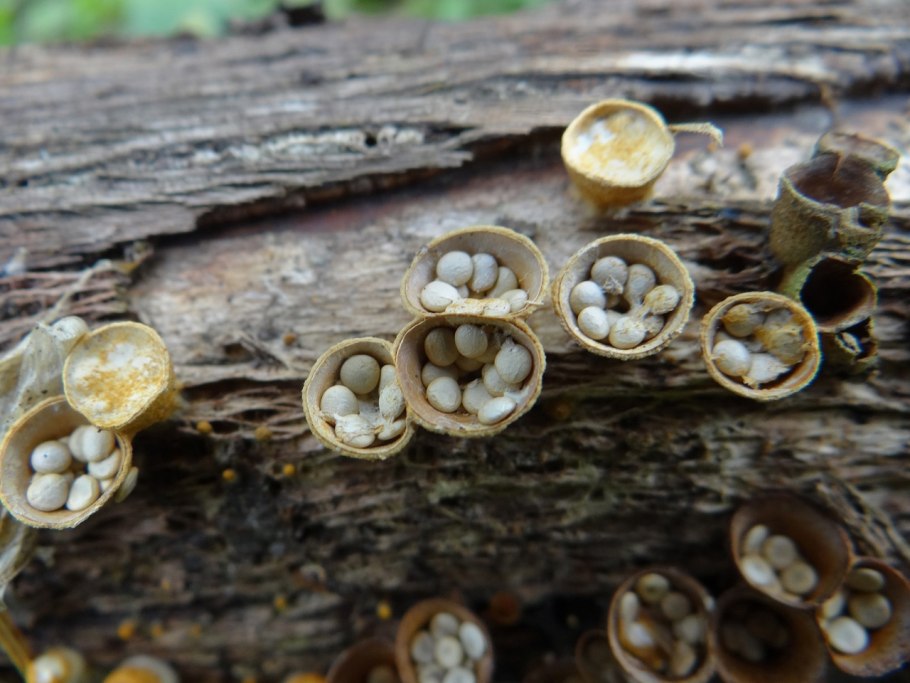 Самые необычные грибы