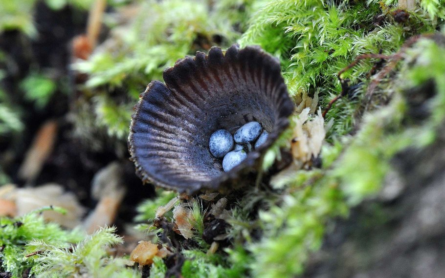Бокальчик навозный cyathus stercoreus