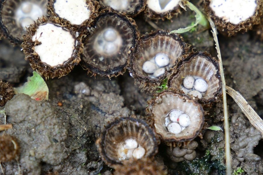 Необычные грибы