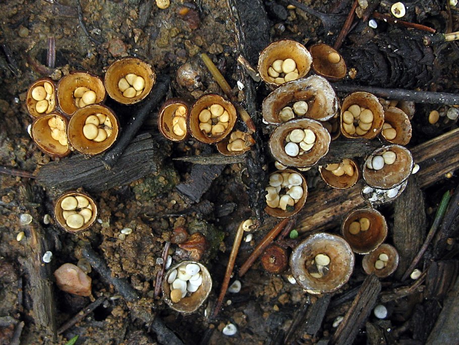 Бокальчик. Круцибулюм гладкий Crucibulum laeve. Бокальчик навозный – Cyathus stercoreus. Бокальчик гладкий. Гриб бокальчик.