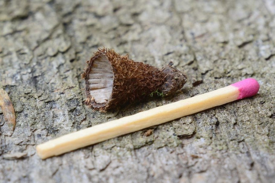 Бокальчик полосатый cyathus striatus