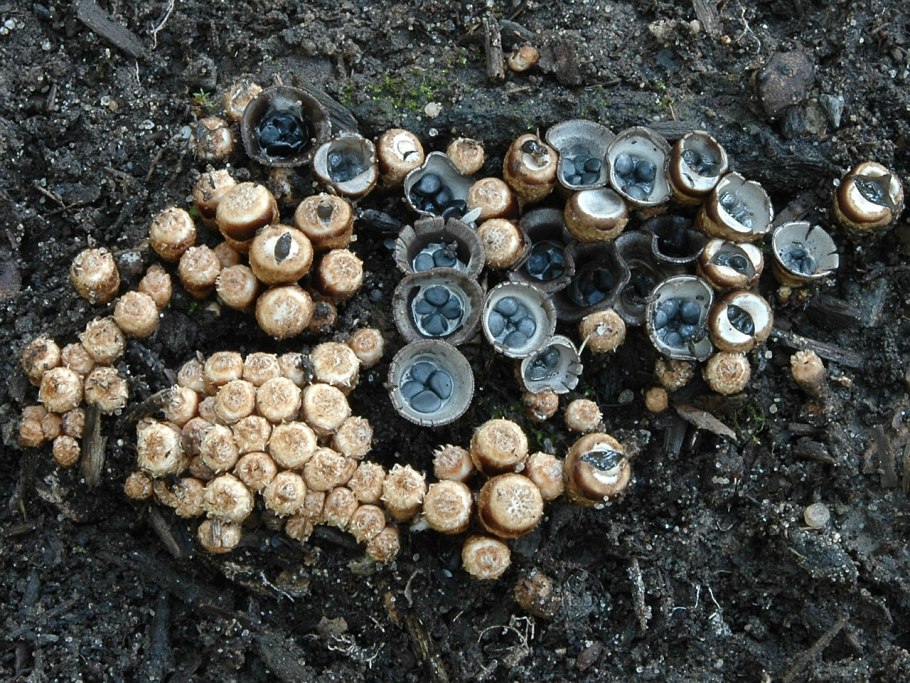 Бокальчик навозный cyathus stercoreus