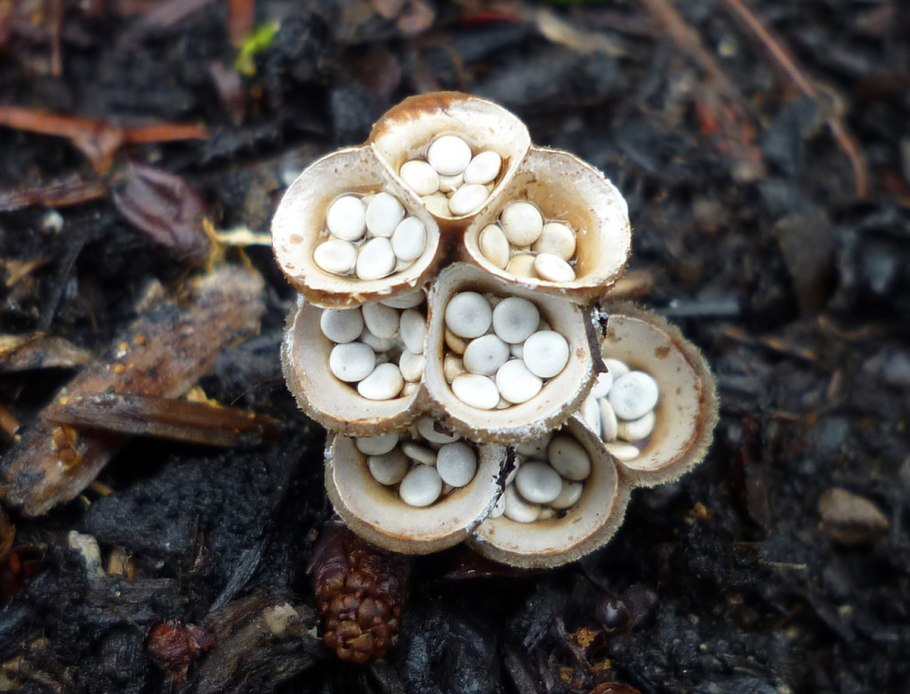 Birds nest fungus