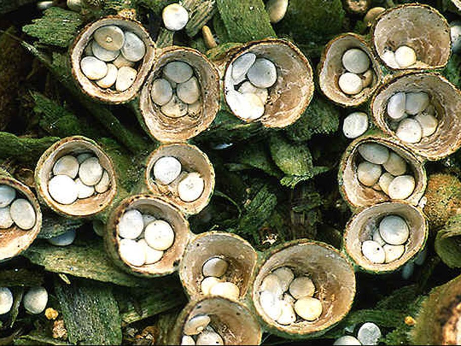 Гриб бокальчик олла