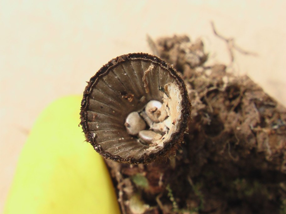 Бокальчик полосатый cyathus striatus