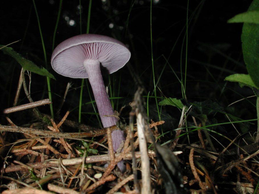 Лаковица аметистовая laccaria amethystina