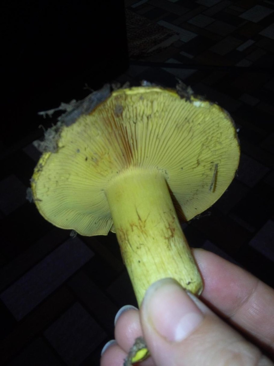 Зеленушка гриб ядовитый