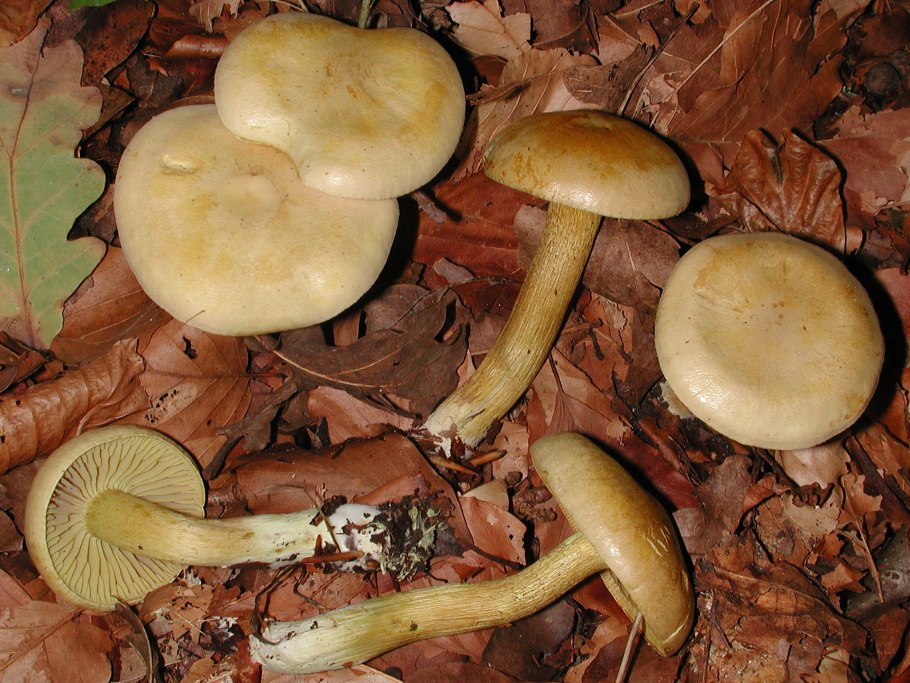Tricholoma Sulphureum