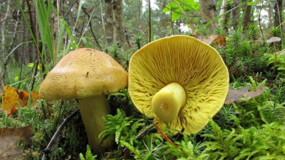 Зеленушка (Tricholoma equestre)