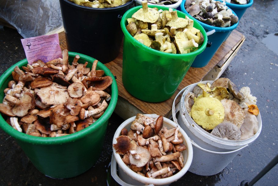 Много грибов зеленок и поздзеленок