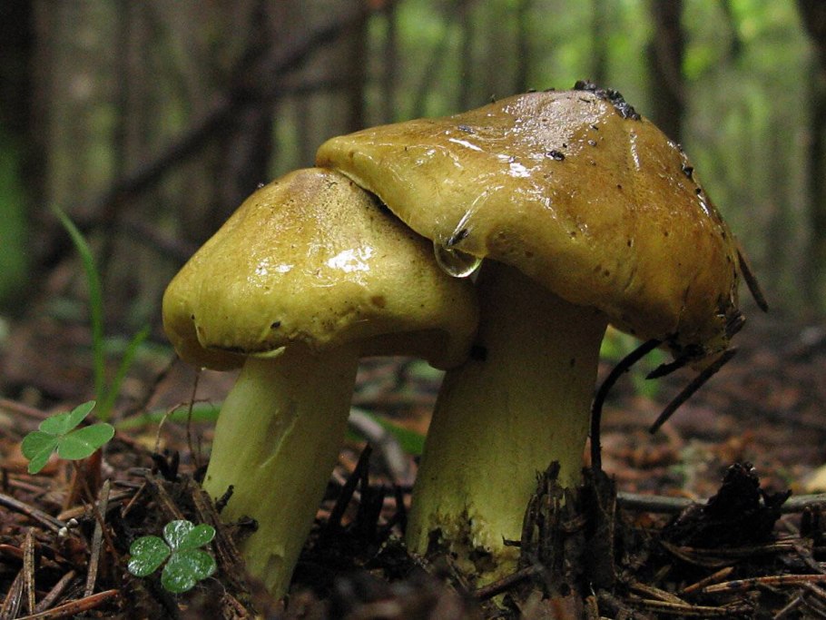 Зеленушка (Tricholoma equestre)
