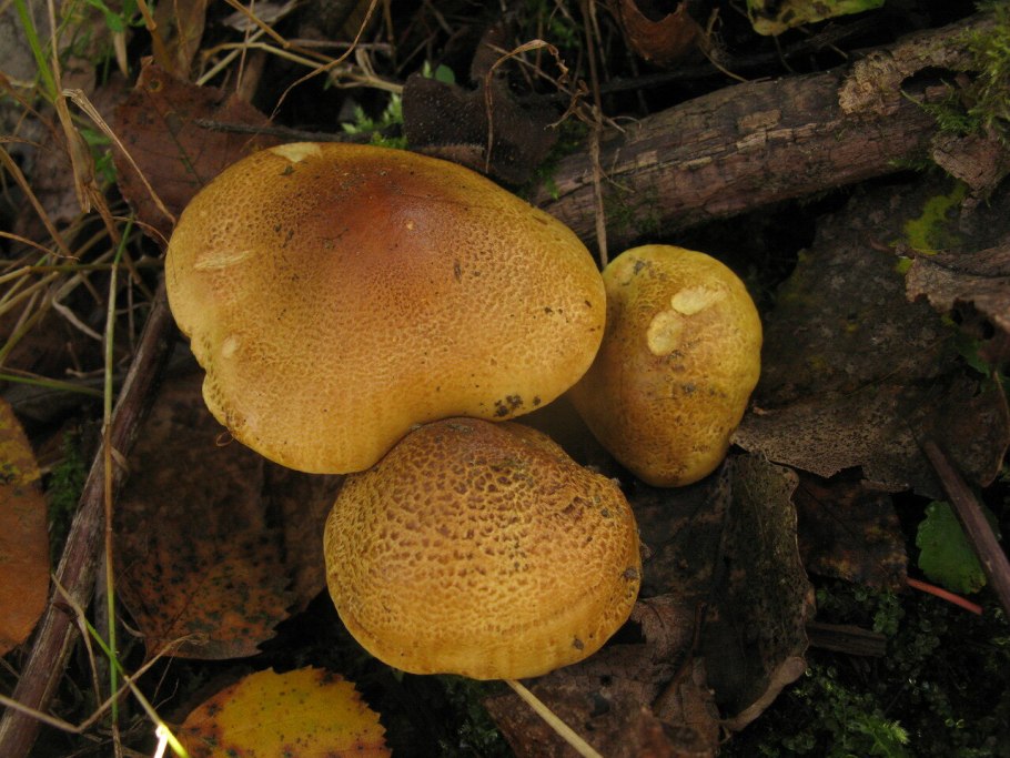 Tricholoma frondosae