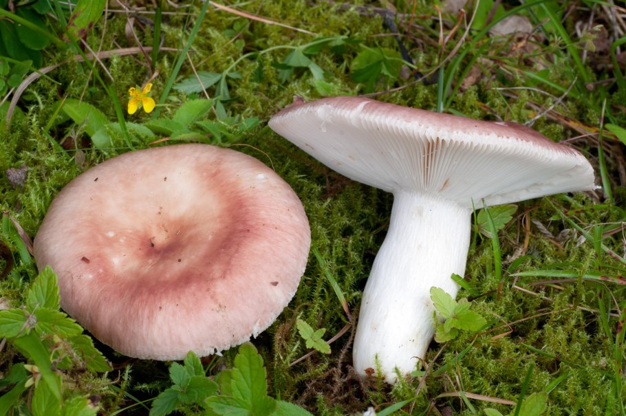 Russula exalbicans