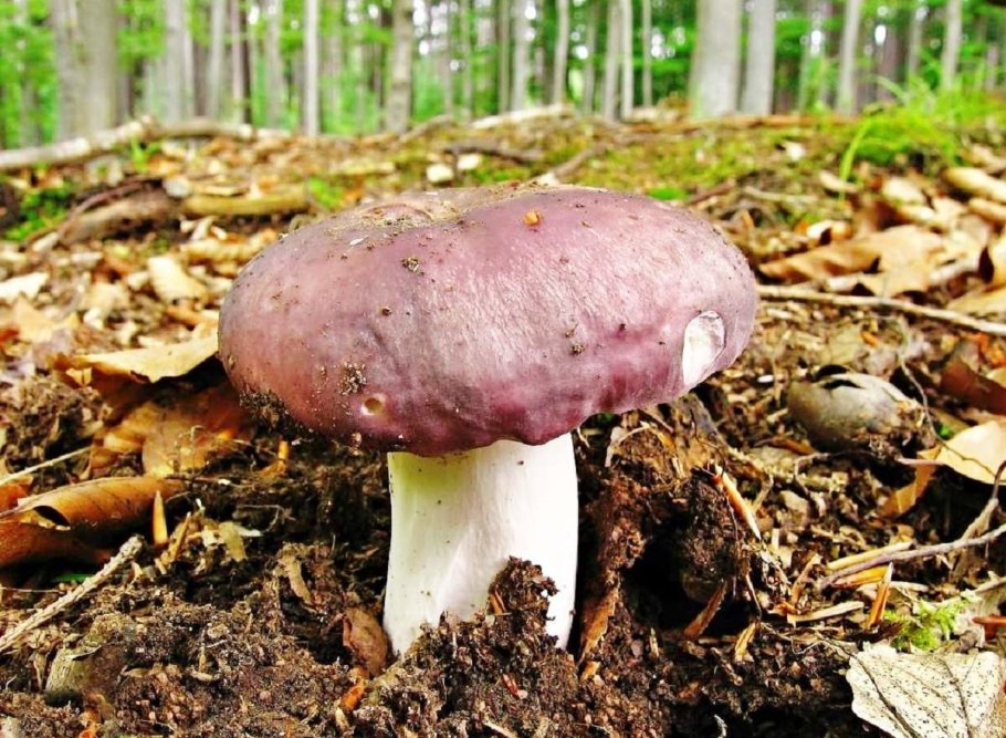 Сыроежка волнистая Russula bresadolae