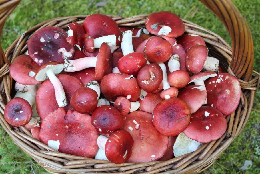 Сыроежка Боровая