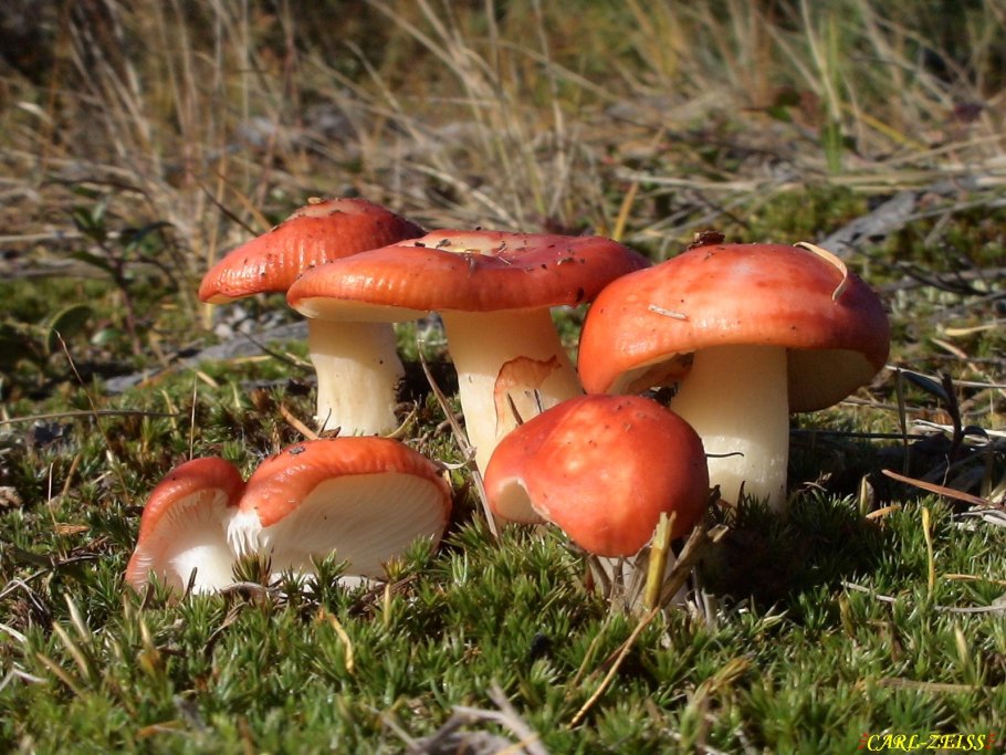 Сыроежка розовая Russula rosea