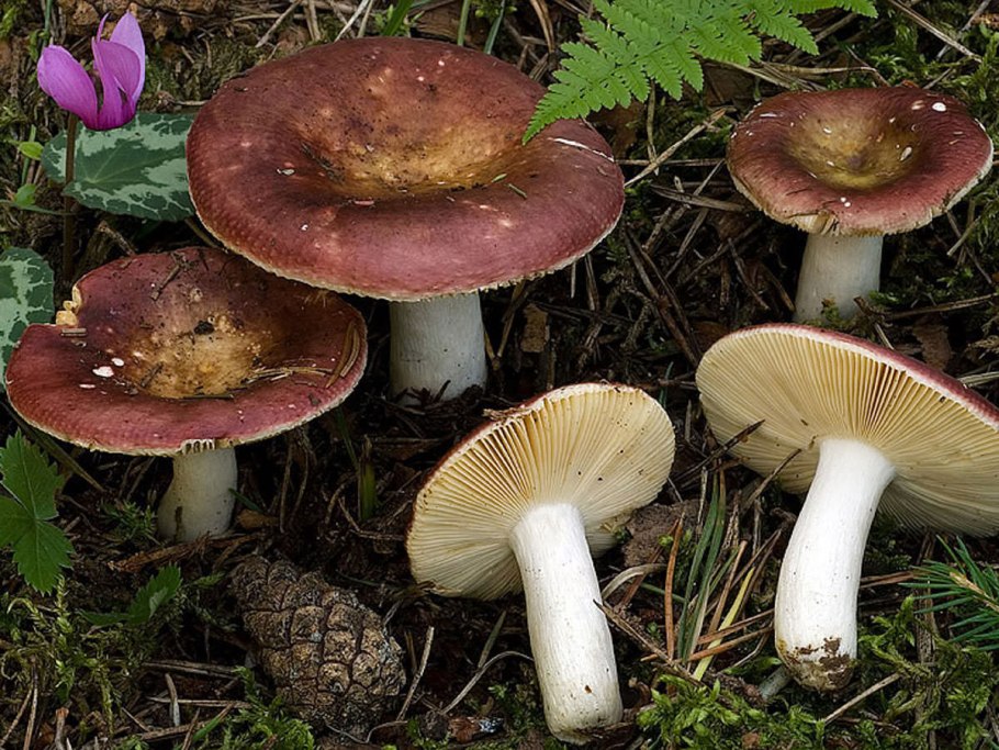 Russula vesca – сыроежка пищевая