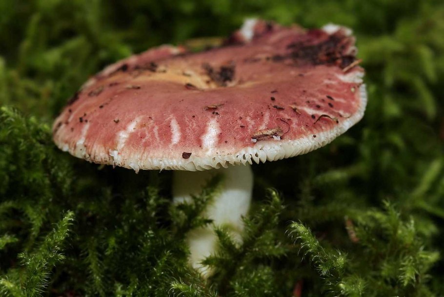 Сыроежка розовая russula rosea