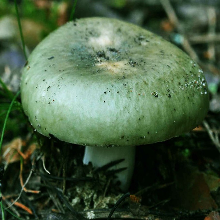 Сыроежка гриб