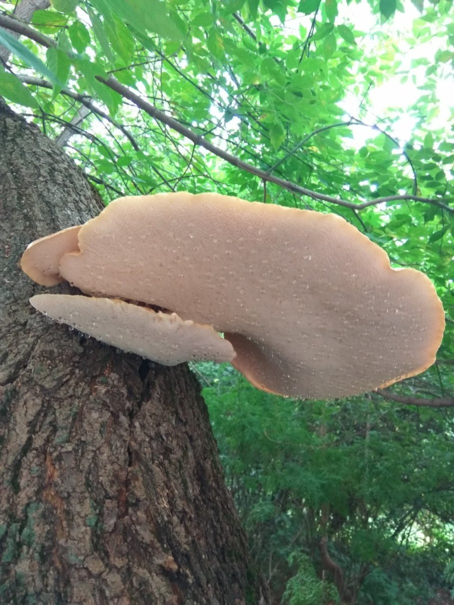 Fomitopsis pinicola - трутовик Сосновый