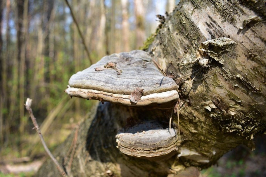 Трутовик ложноберезовый