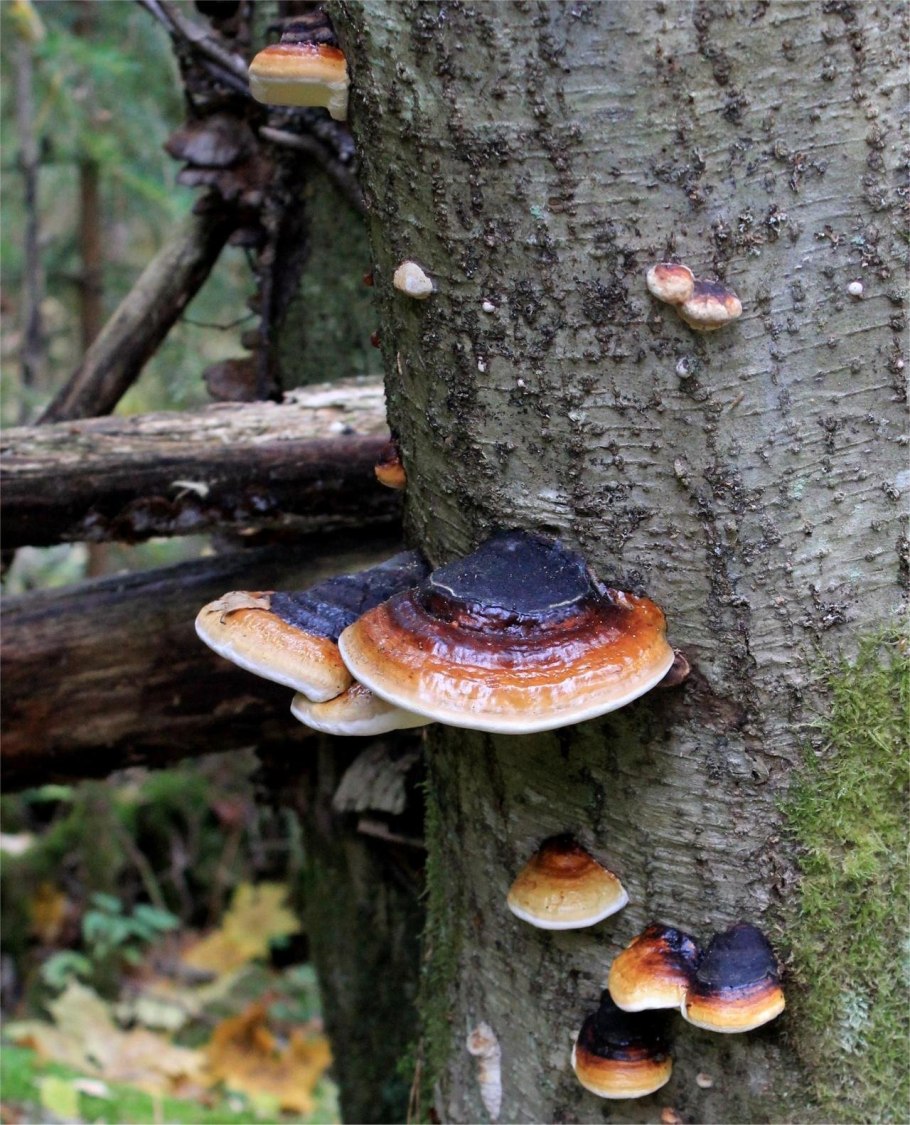 Окаймленный трутовик (Fomitopsis pinicola (SW. Et fr.) Karst.):