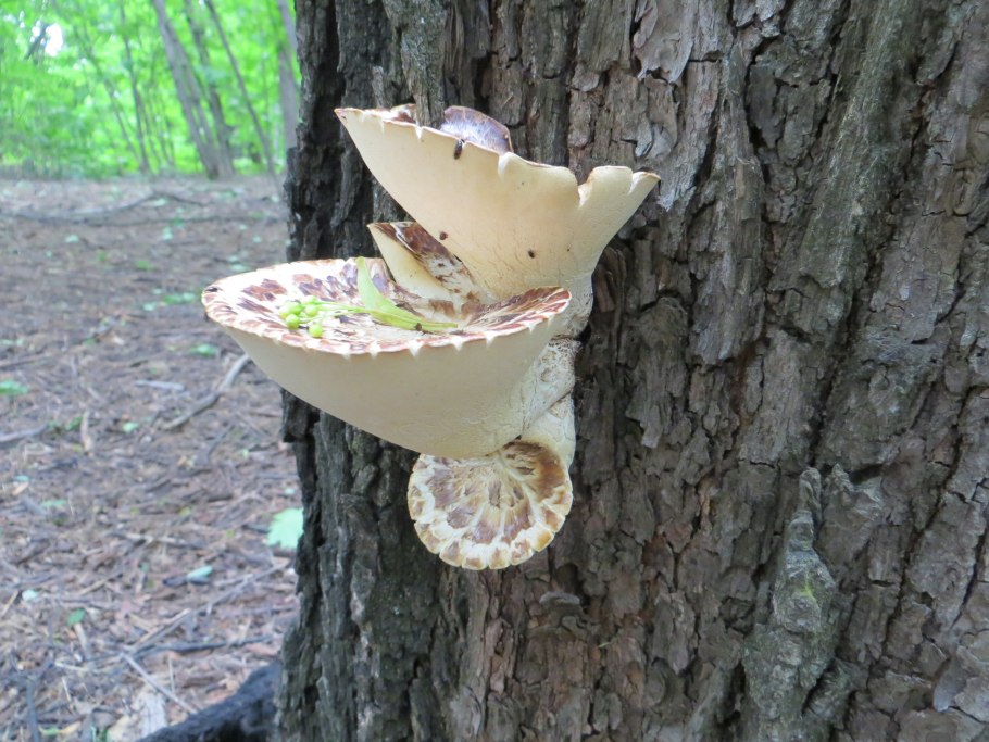 Большой гриб трутовик