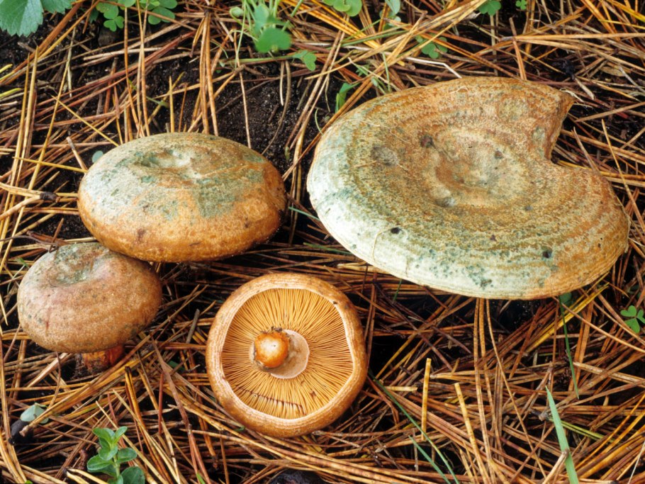 Рыжик настоящий Lactarius deliciosus