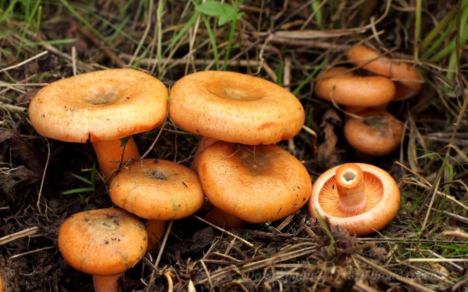 Плака мини грибы рыжики