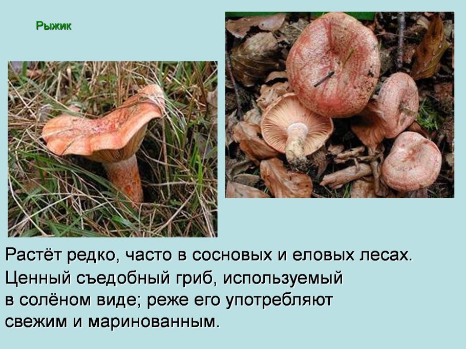 Волнушка рыжая