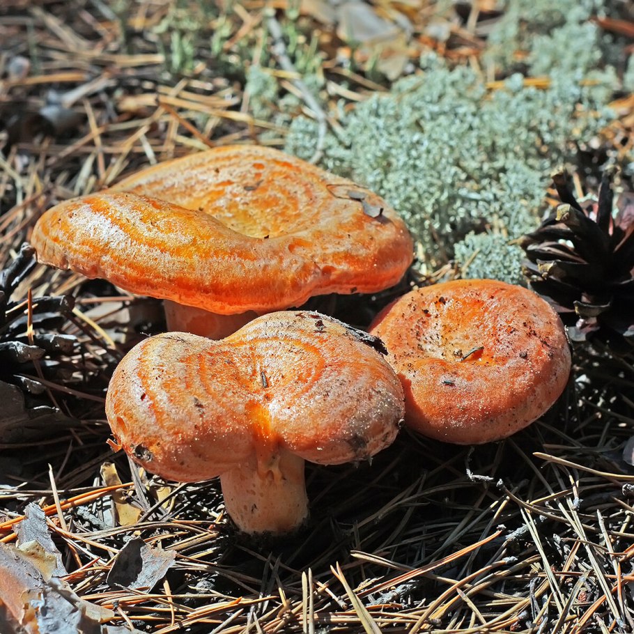 Рыжик еловый (Lactarius deterrimus)
