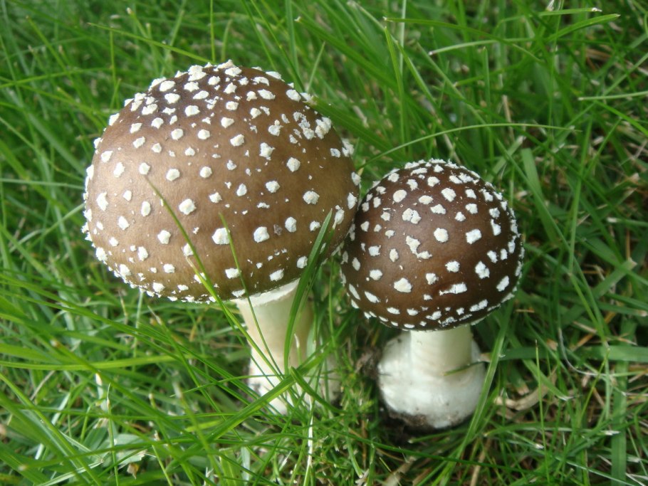 Пантерный мухомор Крым