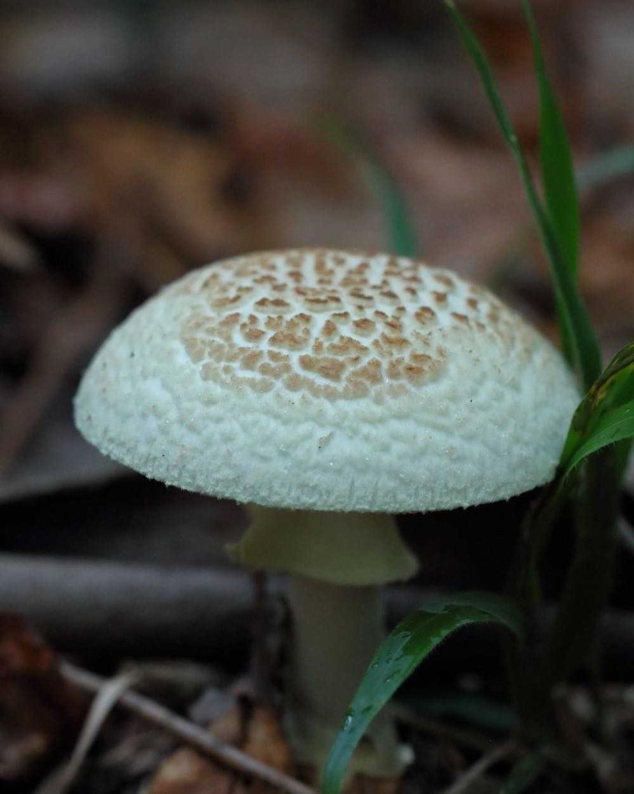 Мухомор толстый съедобный