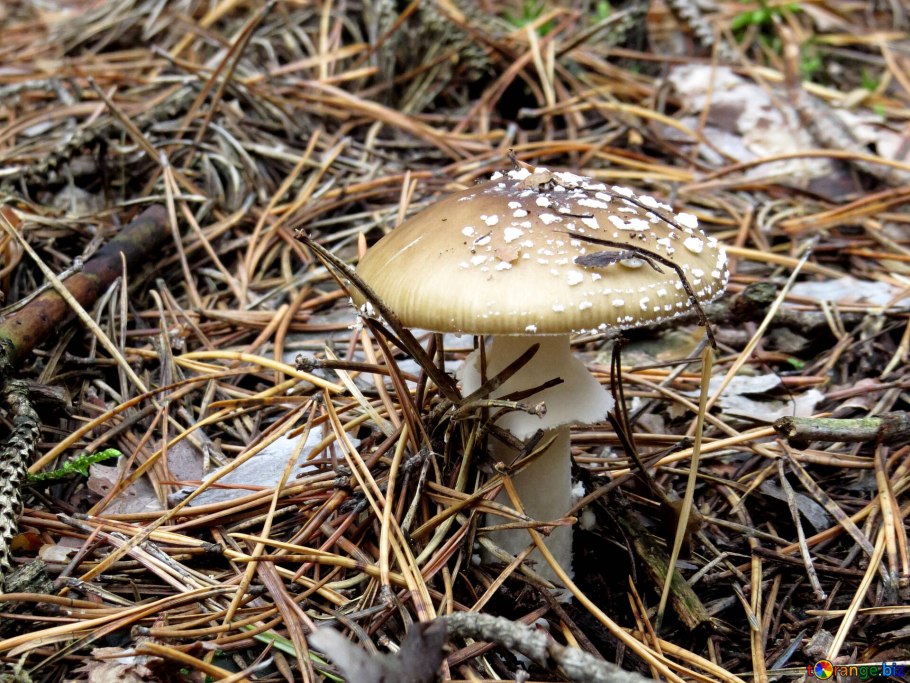 Кавказский пантерный мухомор