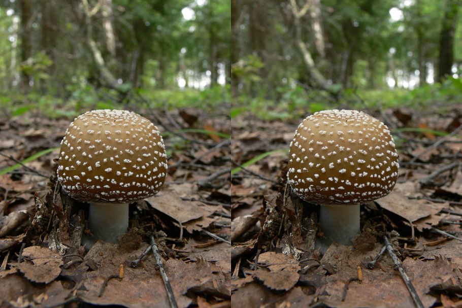 Мухомор пантерный