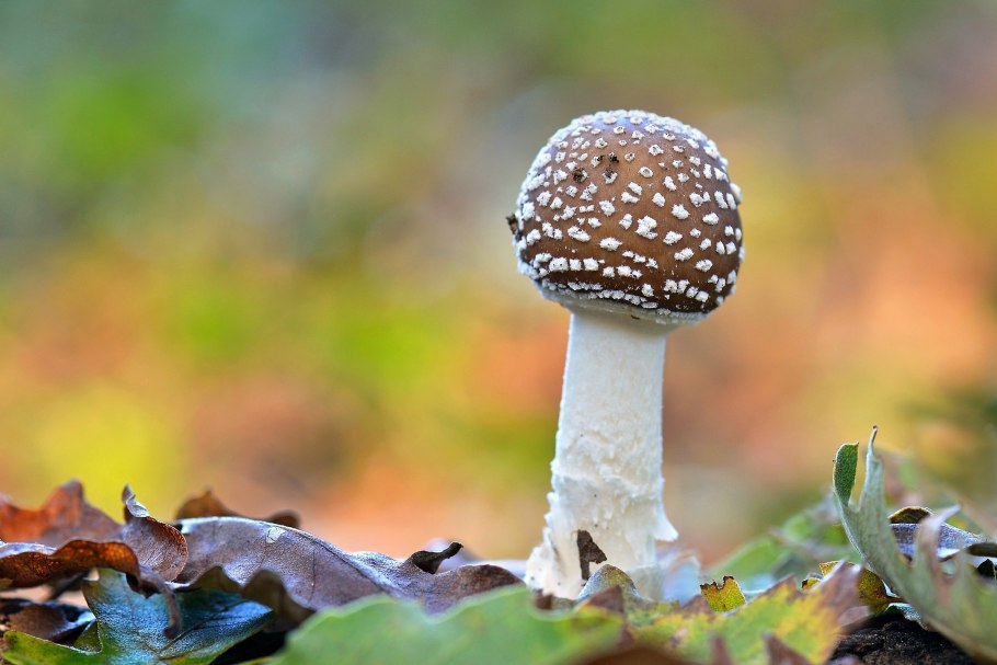 Amanita pantherina