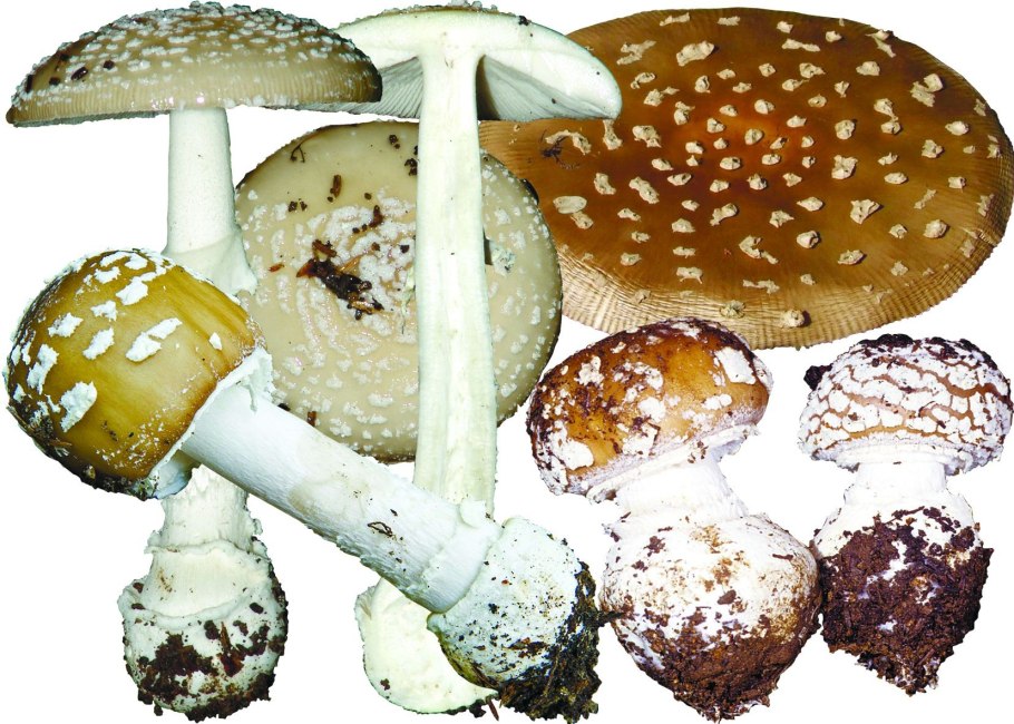 Поплавок чёрный (Amanita pachycolea)