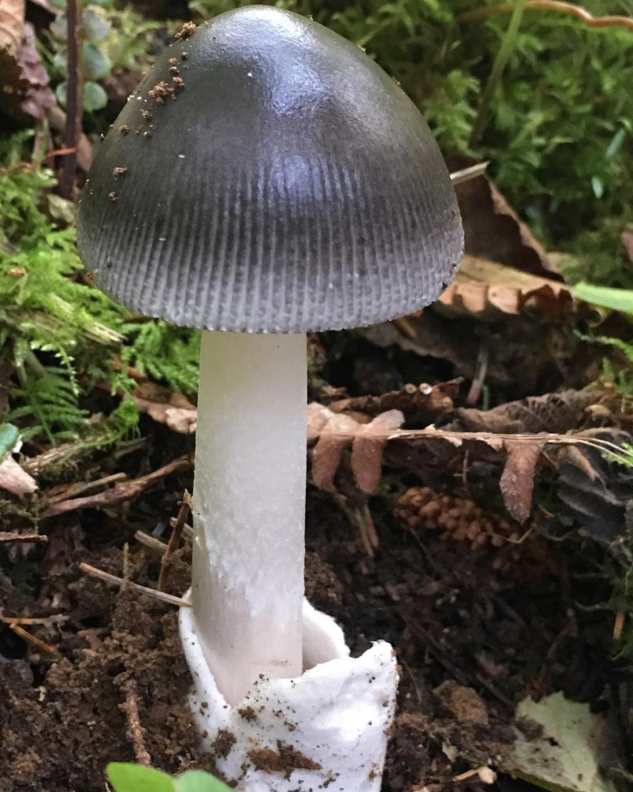 Пантерный мухомор трип