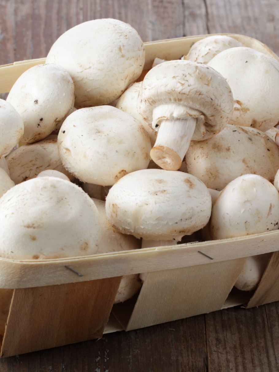 Классификация гриба шампиньона