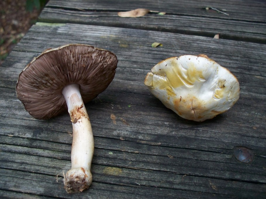 Шампиньон Луговой Agaricus Campestris