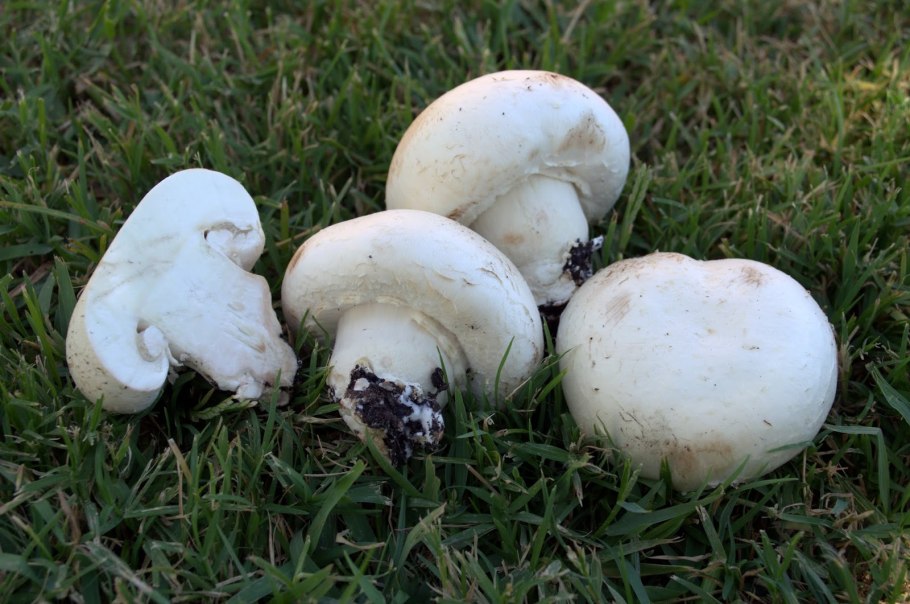 Шампиньон полевой agaricus arvensis