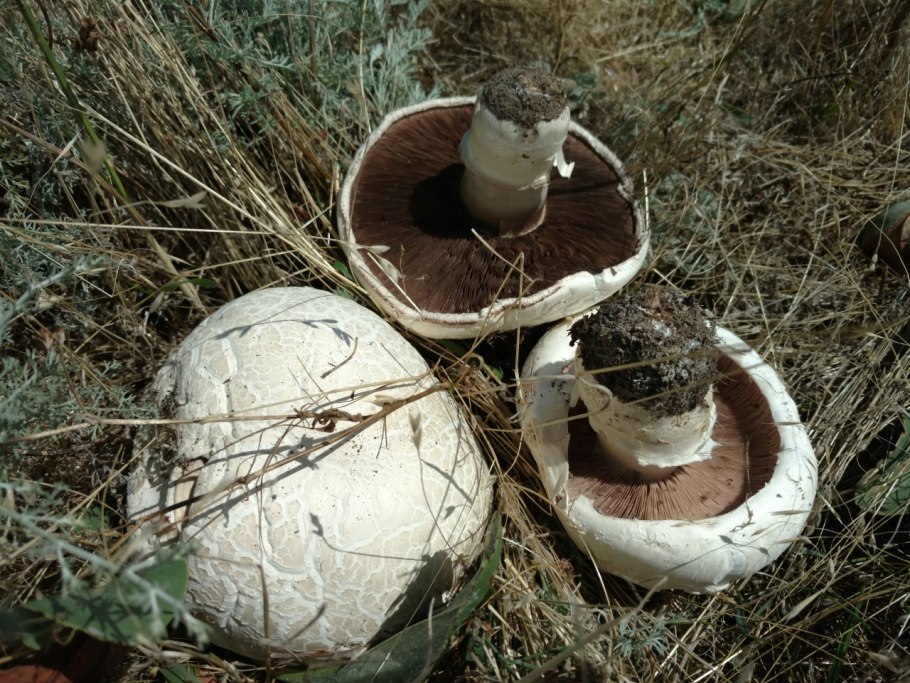 Белый пузатый гриб