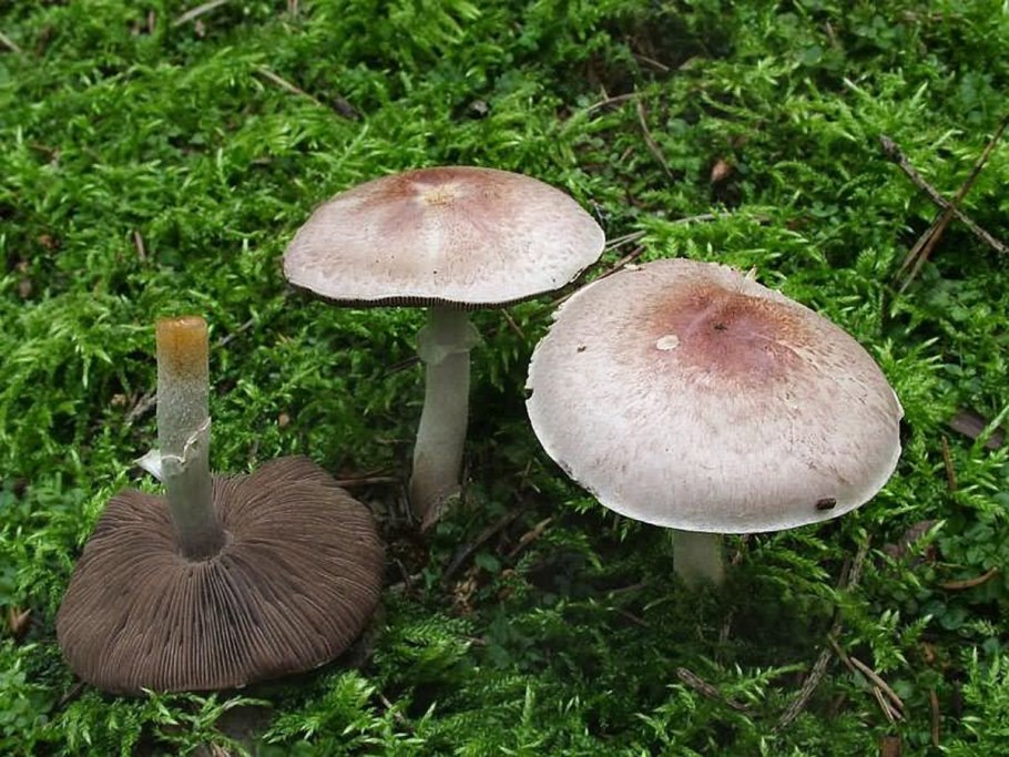 Agaricus semotus