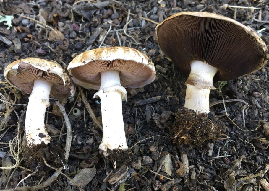 Шампиньон двукольцевой