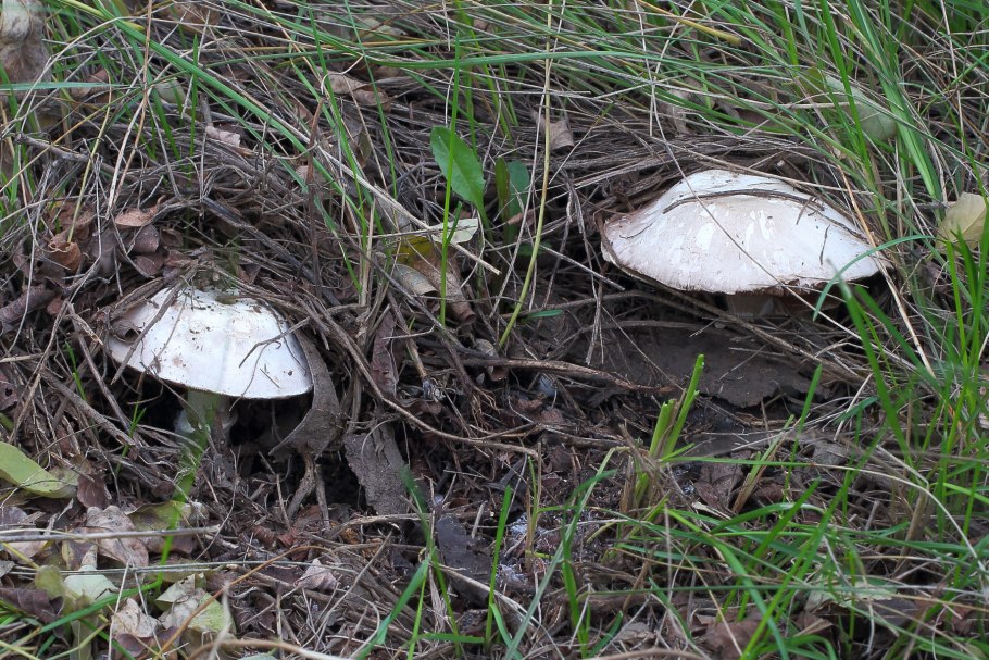 Шампиньон Эссета (Agaricus essettei)